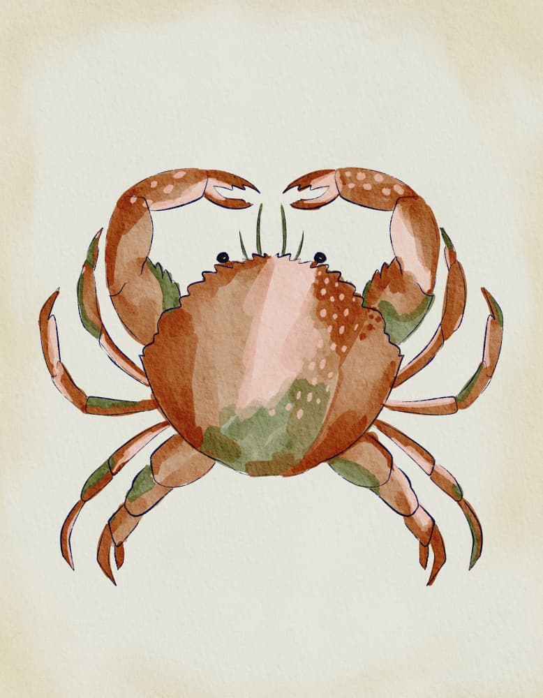 Watercolor Crab by Nikita Jariwala — canvas wall art