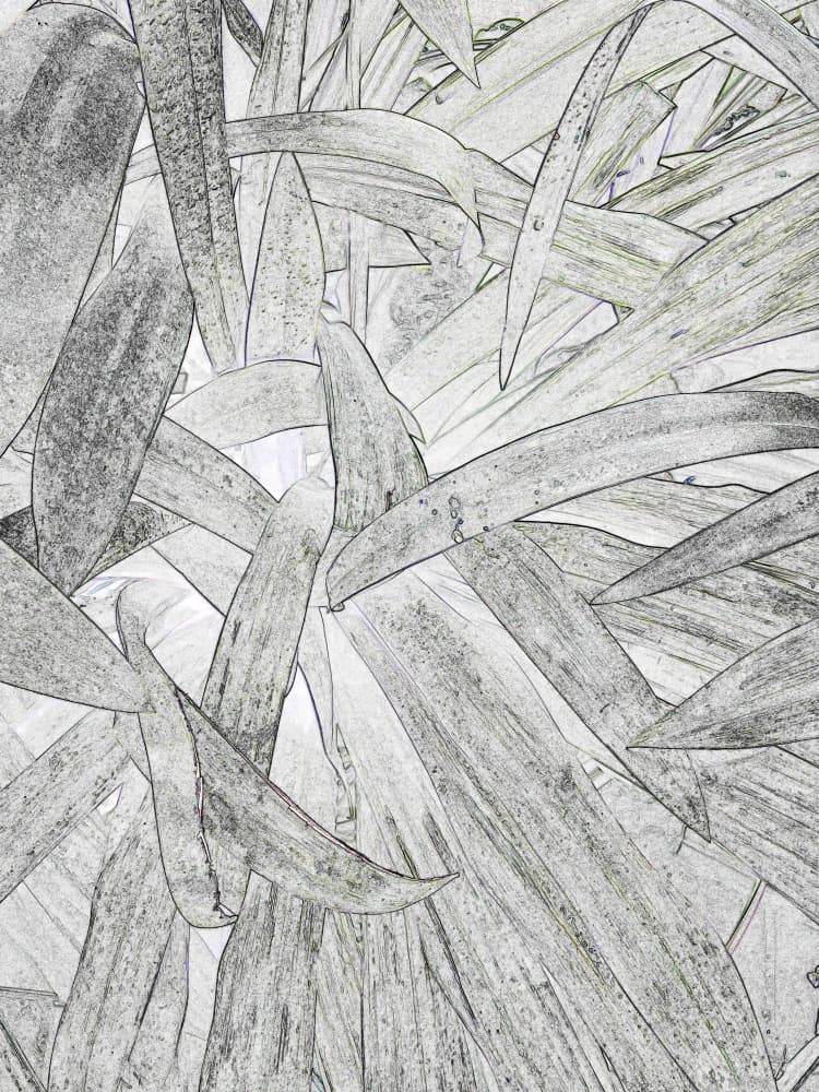 Greyscale Plant Leaves by Santhosh ch — canvas wall art