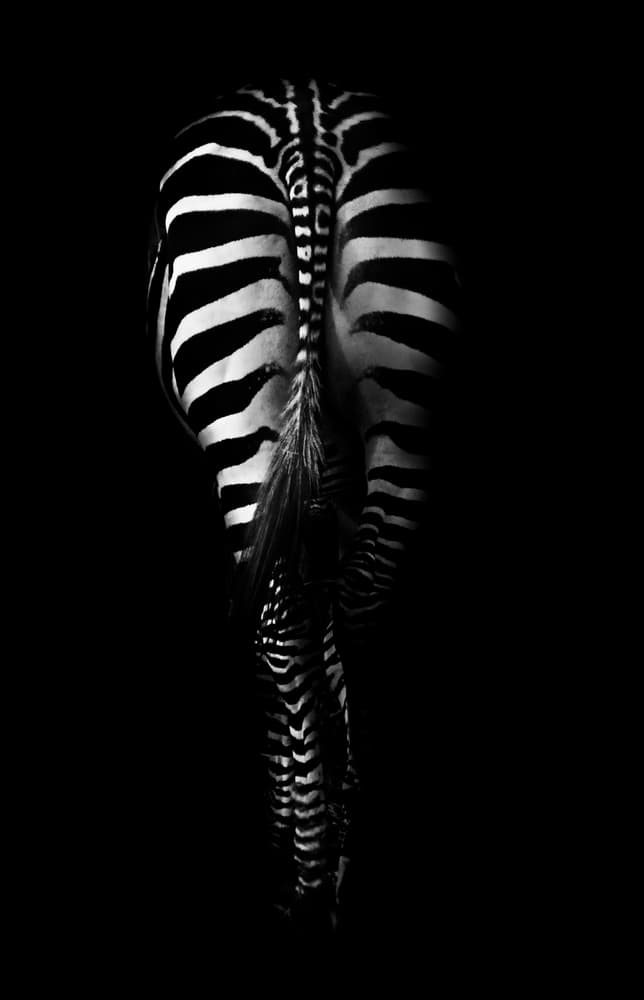 Dark Zebra Stripes by Antonio Grambone — canvas wall art