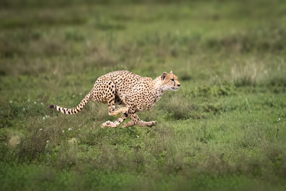 Wild Cheetah Sprint by Mark Strom — canvas wall art