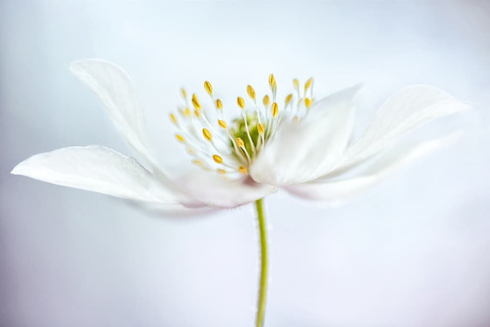 nemorosa by Mandy Disher — canvas wall art