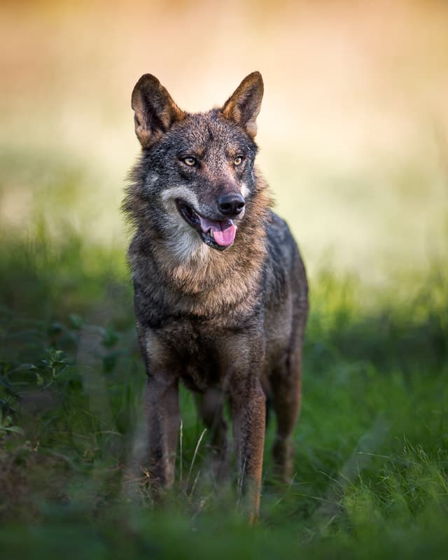 Majestic Grey Wolf by fegari — canvas wall art