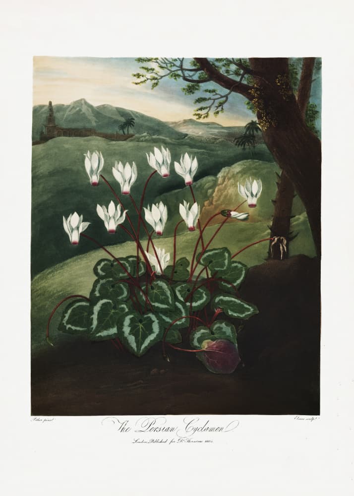 The Persian Cyclamen from The Temple of Flora (1807) by Robert John Thornton — canvas wall art
