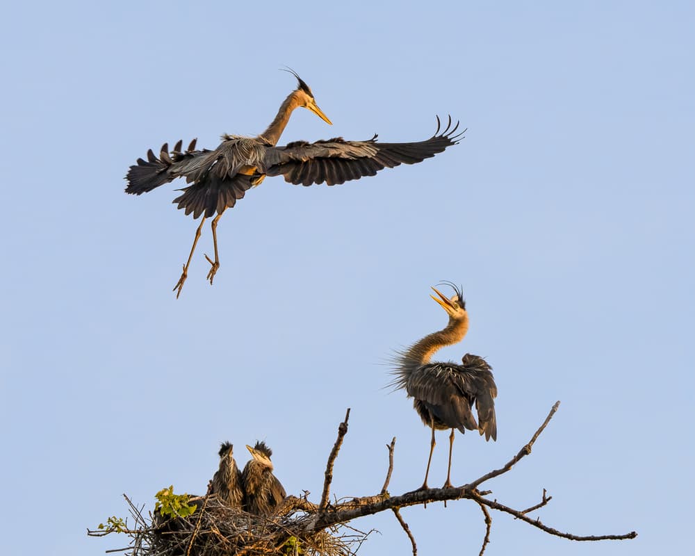 Heron Landing At Nest by John Fan — canvas wall art