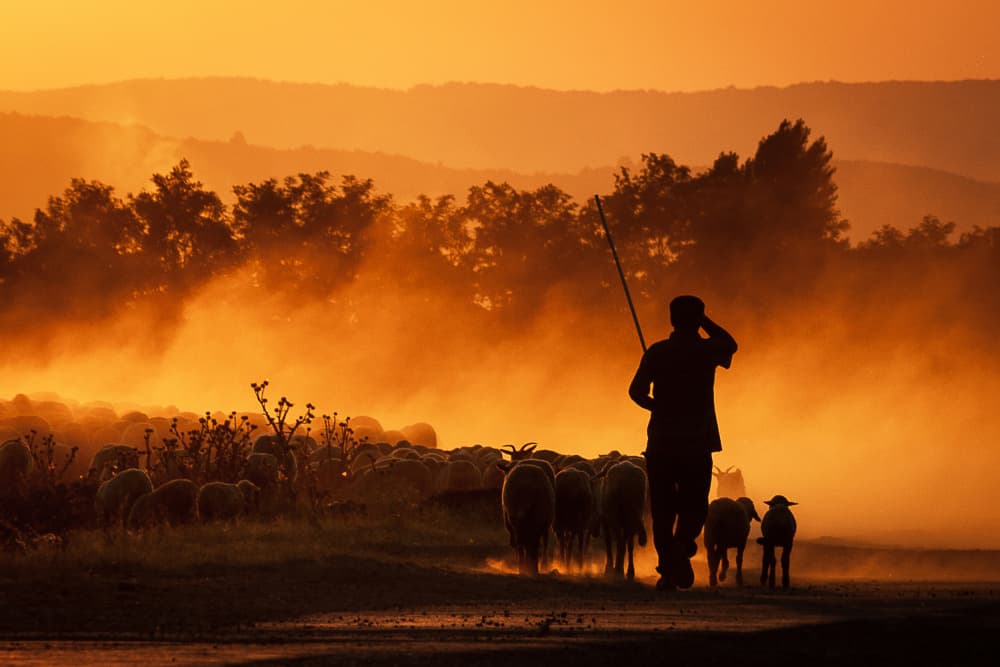 Golden Hour Shepherd by Vlad Paulet — canvas wall art