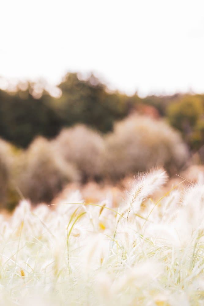 Golden Hour Grass by Pictufy Studio III — canvas wall art
