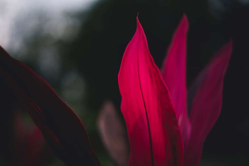 Vibrant Pink Leaves by Tim Mossholder — canvas wall art