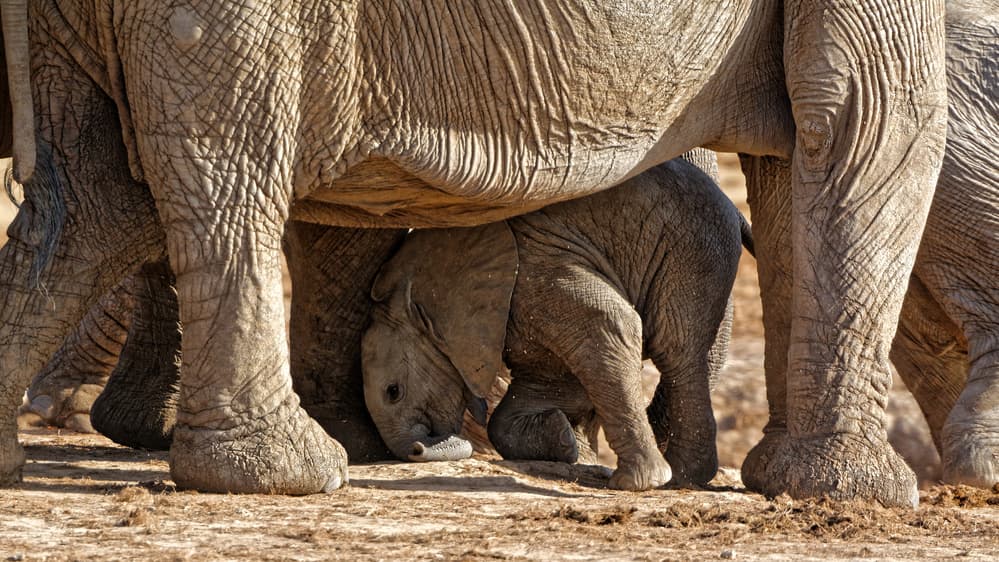 Baby Elephant's Shelter by kahi — canvas wall art