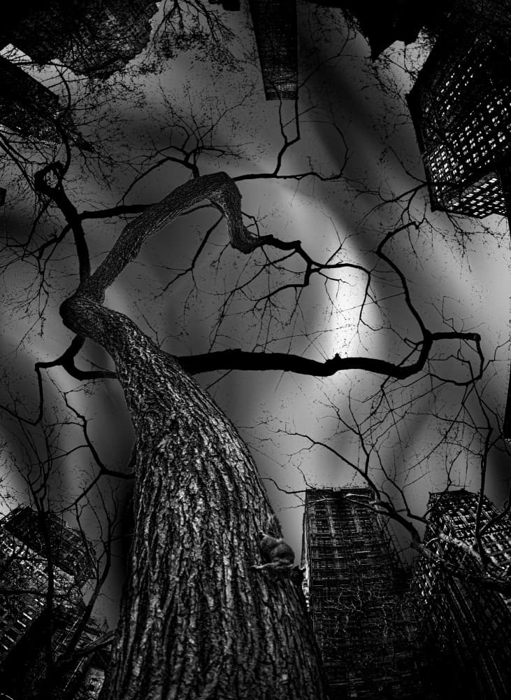 Stark Urban Tree by Jackson Carvalho — canvas wall art