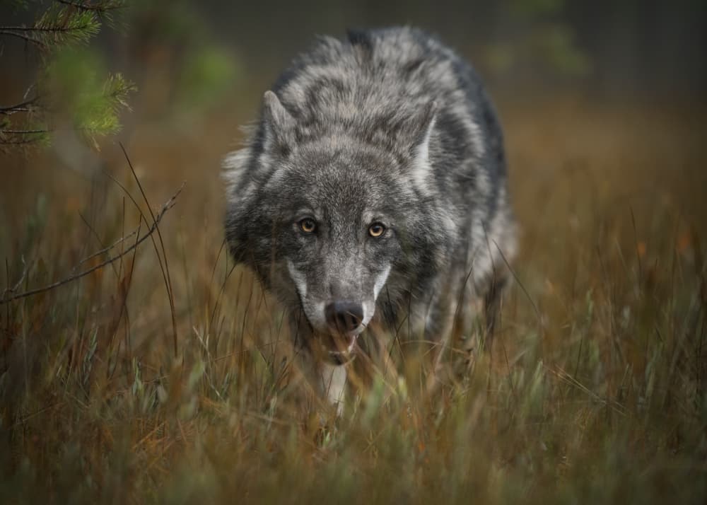Intense Wolf Gaze by Olga Rudchenko — canvas wall art