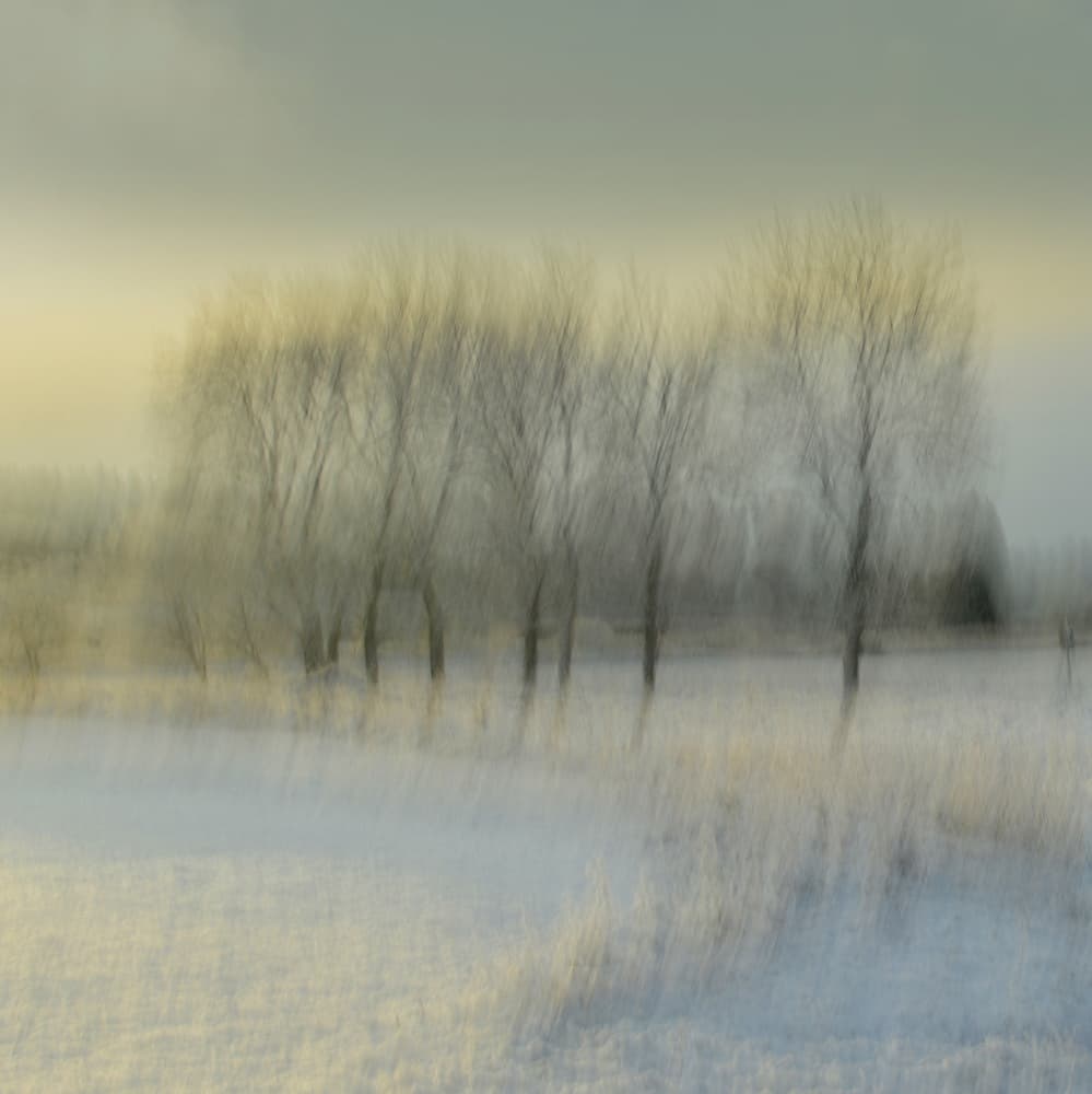 Blurred Winter Trees by Christina Sillèn — canvas wall art