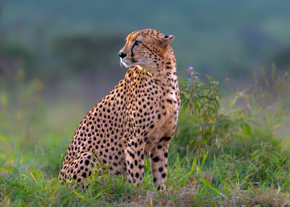 Alert Savannah Cheetah by Siyu_Wei APA — canvas wall art