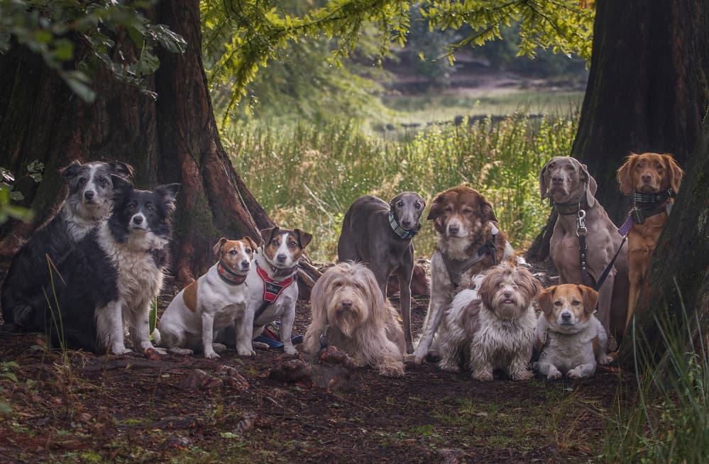 Dogs in the Forest by Roelof de Hoog — canvas wall art