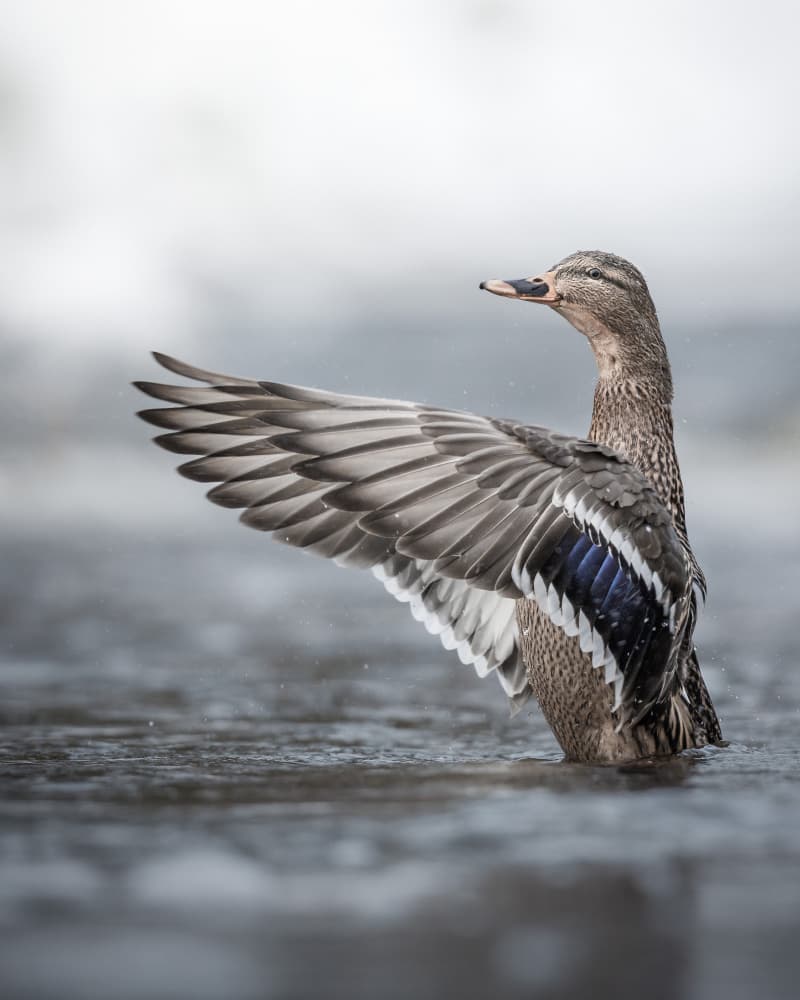 Mallard Wing Stretch by Magnus Renmyr — canvas wall art