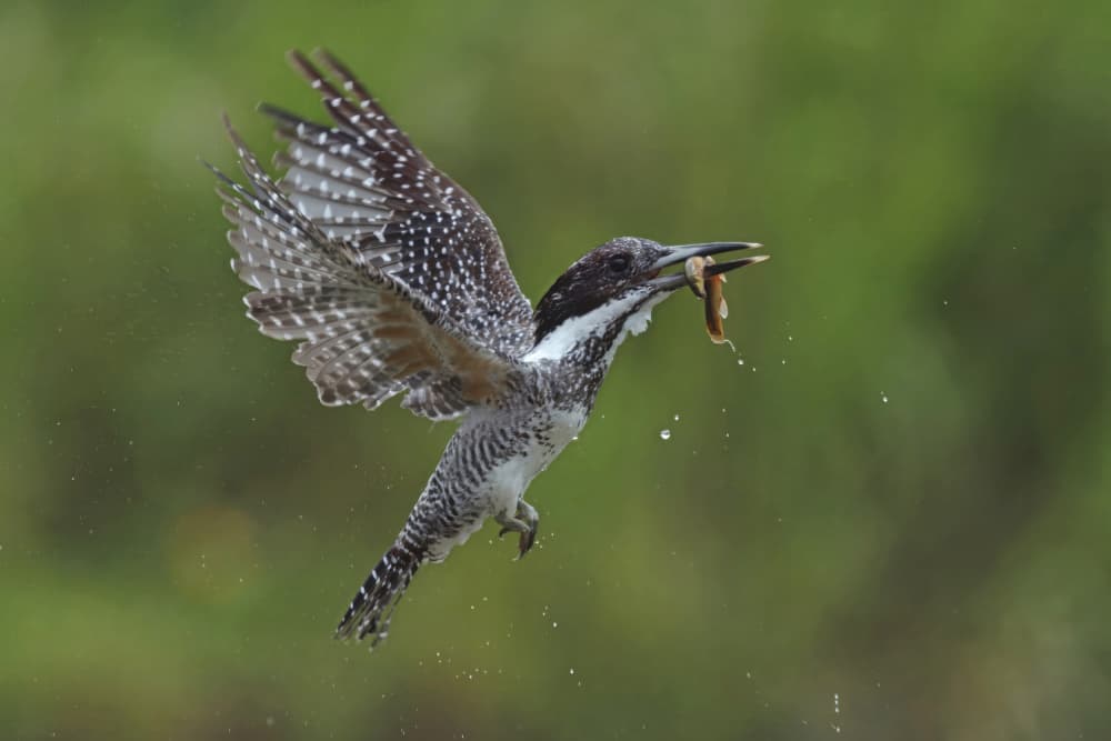 Kingfisher's Dynamic Catch by Gavin Lam — canvas wall art