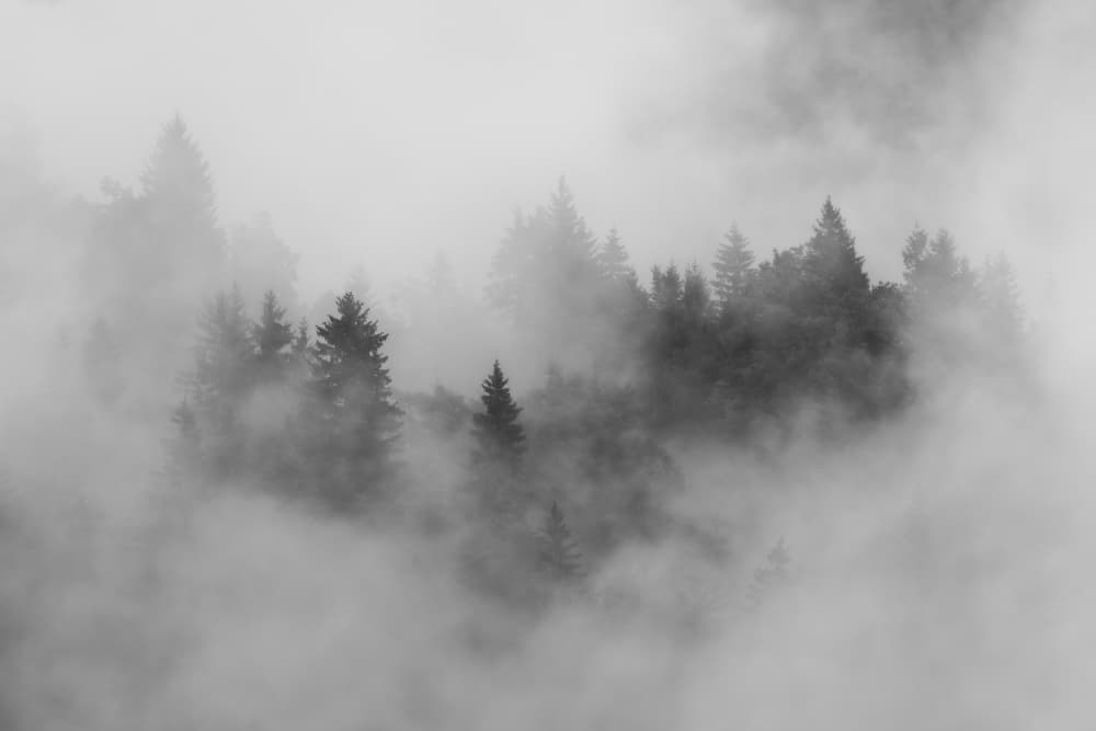 Mysterious Misty Forest by Andy Dauer — canvas wall art