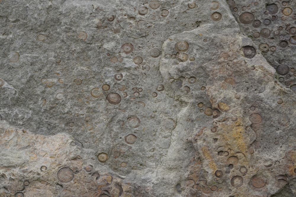 Fossilized Rock Texture by Bilge Paksoylu — canvas wall art