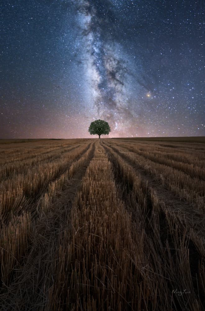 Milky Way Lone Tree by NingYun Ye — canvas wall art