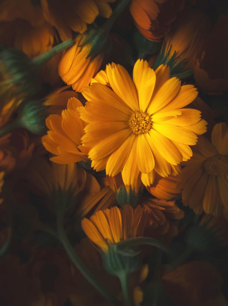 Golden Marigold Glow by Karina Aleksandrova — canvas wall art