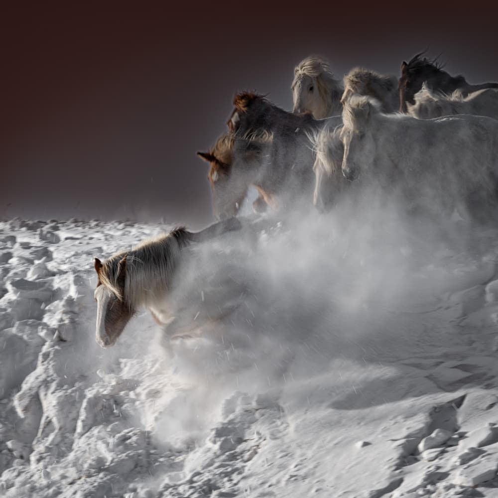 Galloping Snow Horses by Chuanxu Ren — canvas wall art