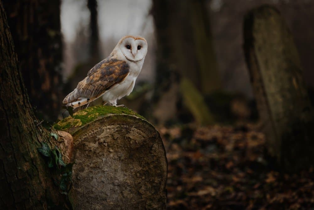 Barn Owl Woodland Grave by Michaela Firešová — canvas wall art