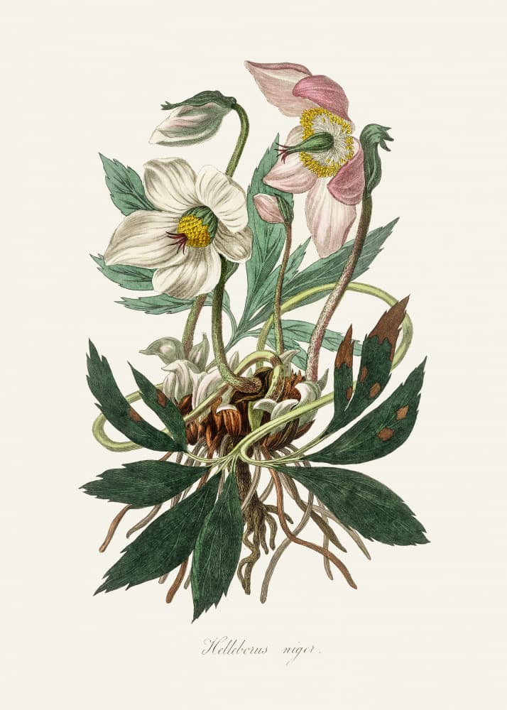 Christmas Rose (helleborus Niger)  Medical Botany by John Stephenson and James Morss Churchill — canvas wall art