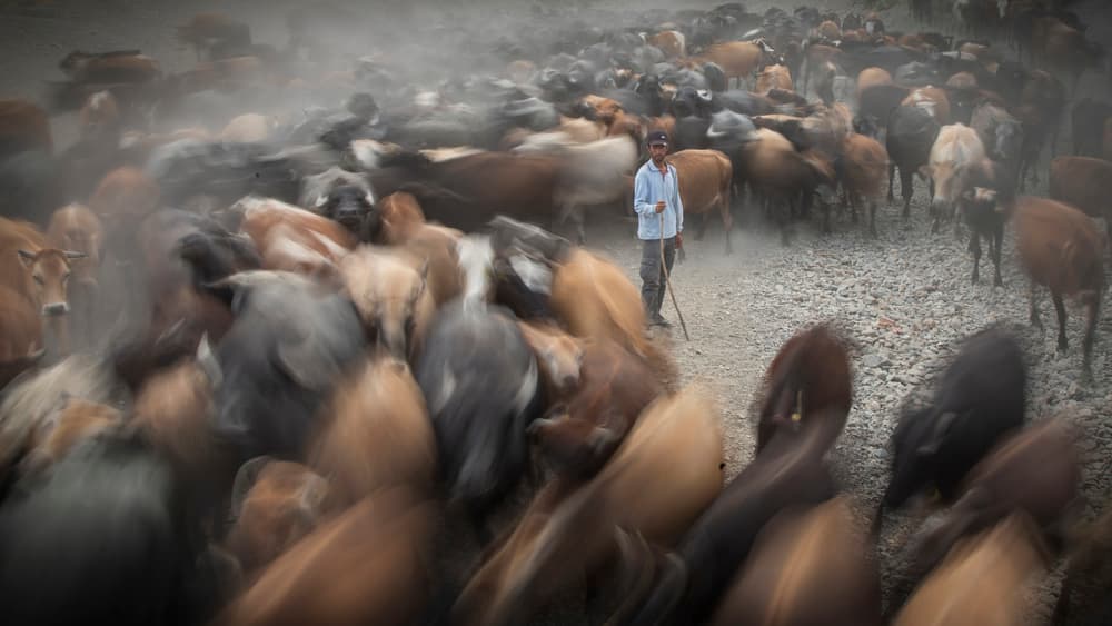 Dusty Cattle Drive by Zühdü Bilgin — canvas wall art