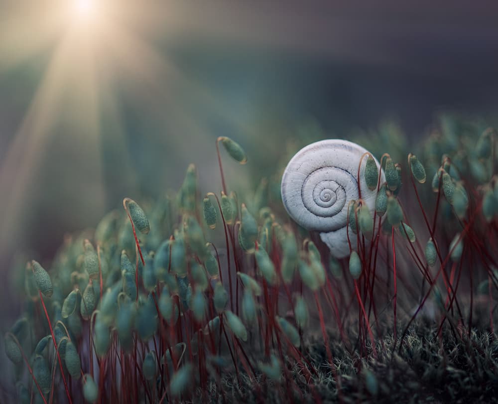 Sunlit Snail Shell by Dimitar Lazarov - Dim — canvas wall art