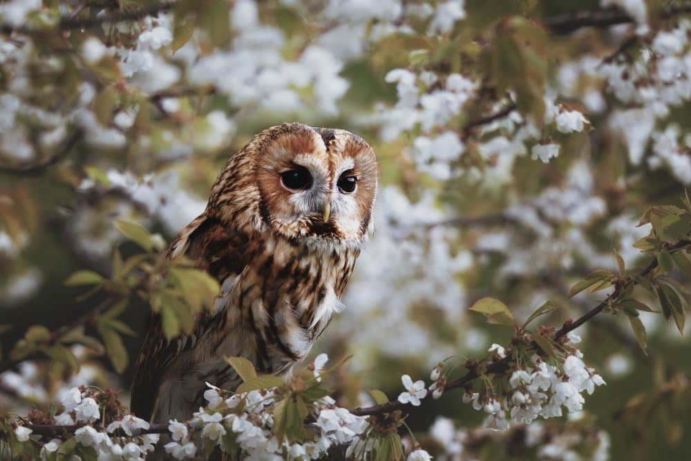 Tawny Owl in Bloom by Michaela Firešová — canvas wall art