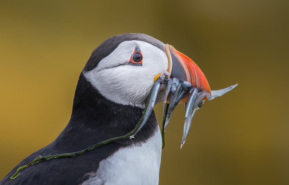 Puffin's Fresh Catch by Greg Barsh — canvas wall art