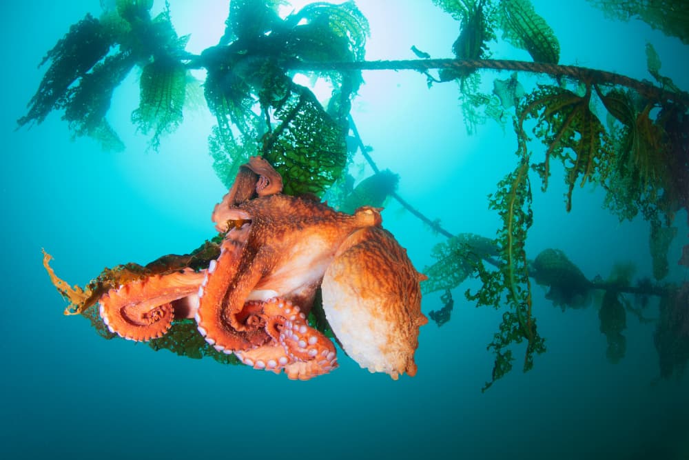 Giant Octopus Among Kelp by Andrey Narchuk — canvas wall art