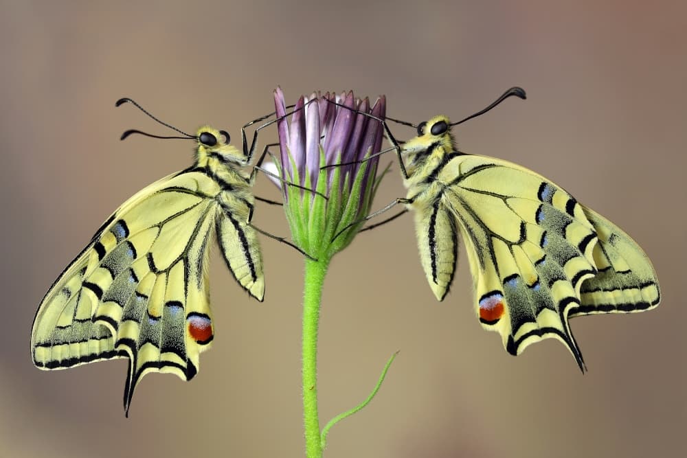 Two Yellow Swallowtails by Jimmy Hoffman — canvas wall art