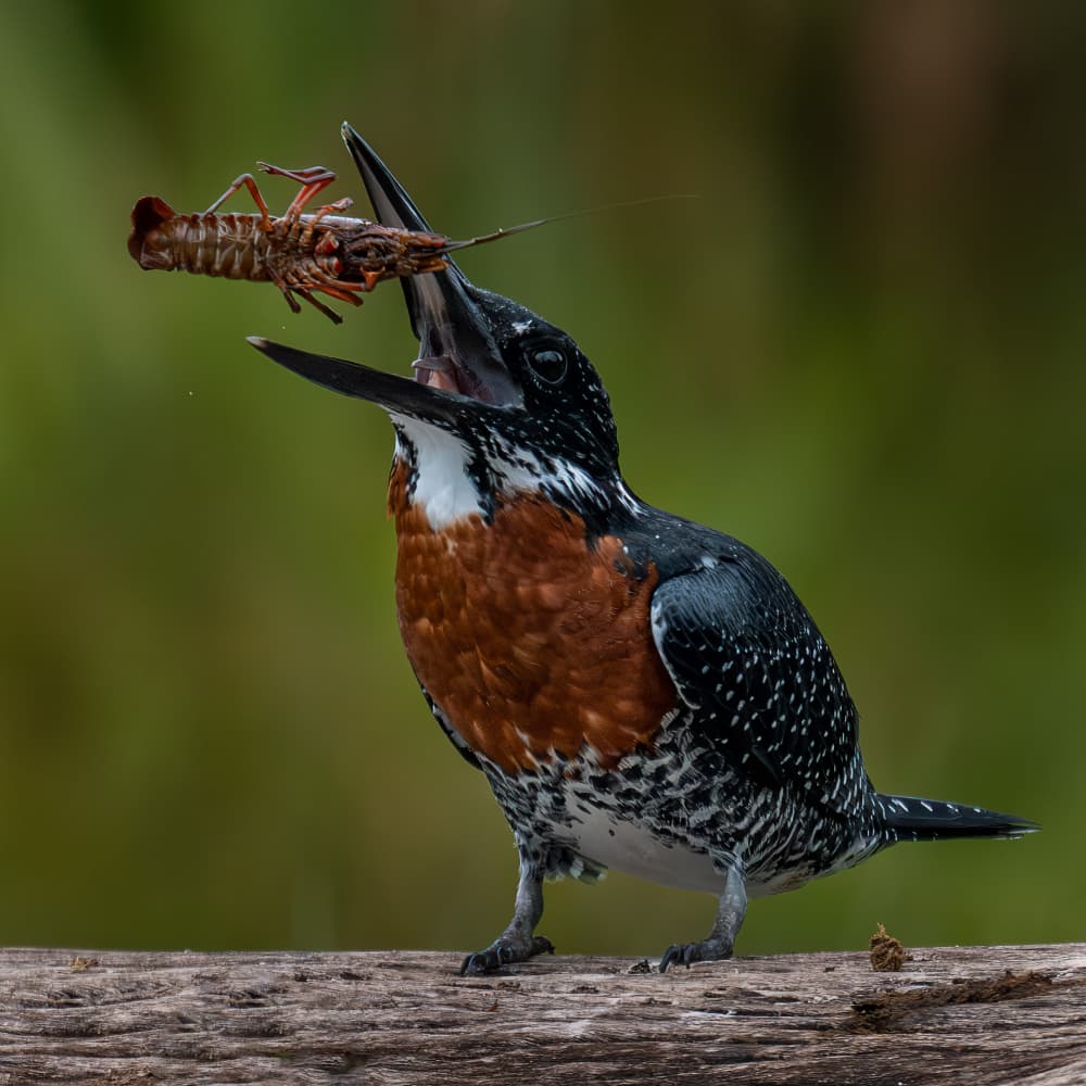 Giant Kingfisher's Crayfish Catch by Ahmed Elsheshtawy — canvas wall art
