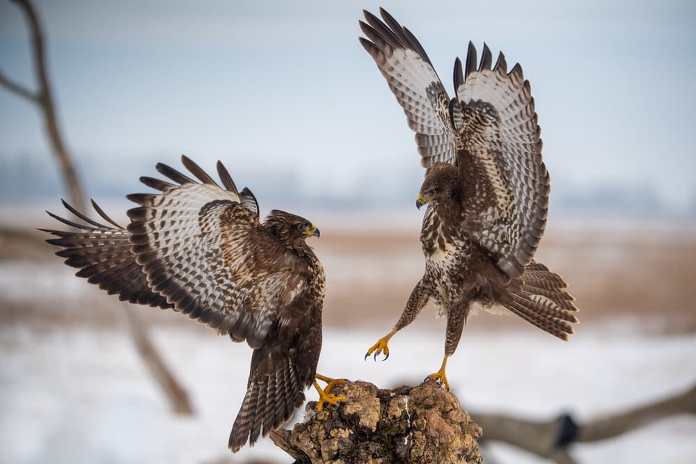 Raptor Winter Confrontation by Mohammed Alnaser — canvas wall art
