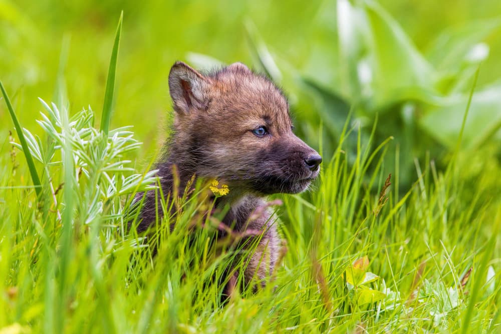Curious Little Wolf Pup by Mike Centioli — canvas wall art