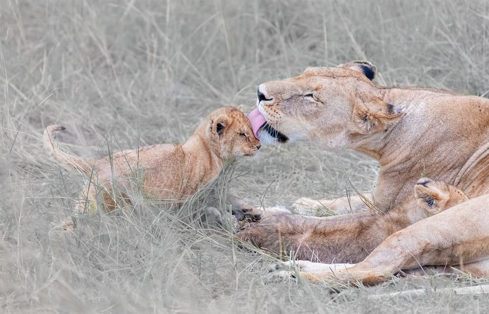 Lion Cub Affection by Henry Zhao — canvas wall art