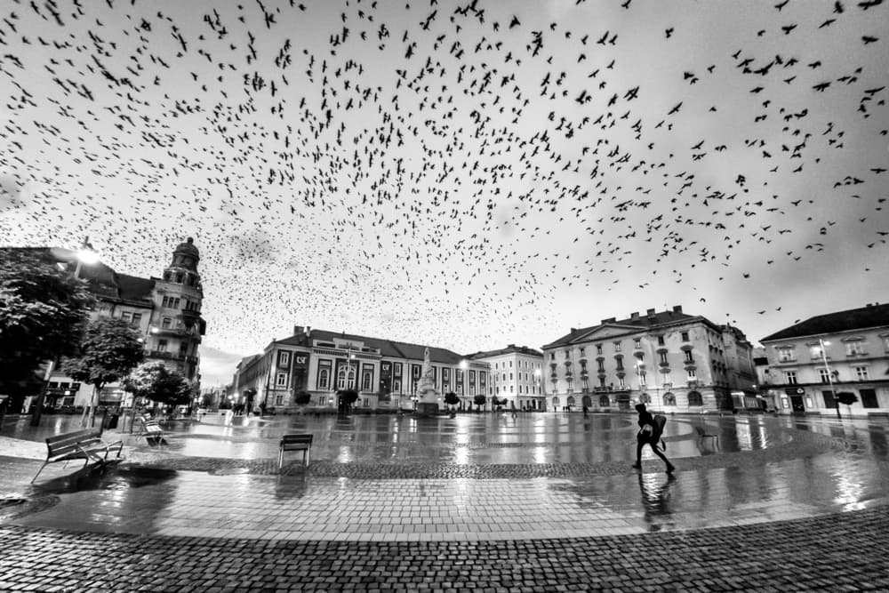 Birds Over Wet City by Panfil Pirvulescu — canvas wall art
