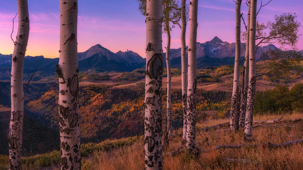 Purple Mountain Autumn Aspens by Mei Xu — canvas wall art