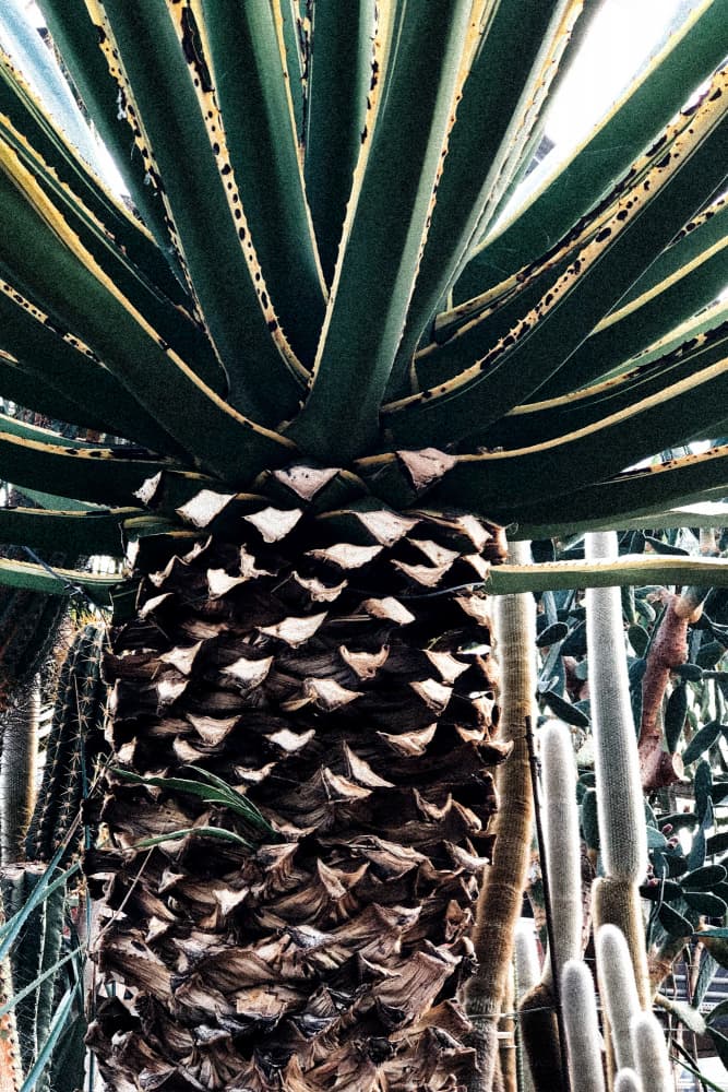 Cactus Plant by uplusmestudio — canvas wall art