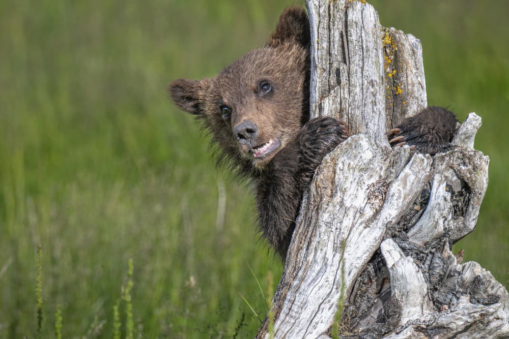 Curious Bear Cub by Jeffrey C. Sink — canvas wall art