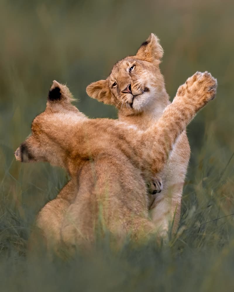 Playful Lion Cubs by Ahmed Elsheshtawy — canvas wall art