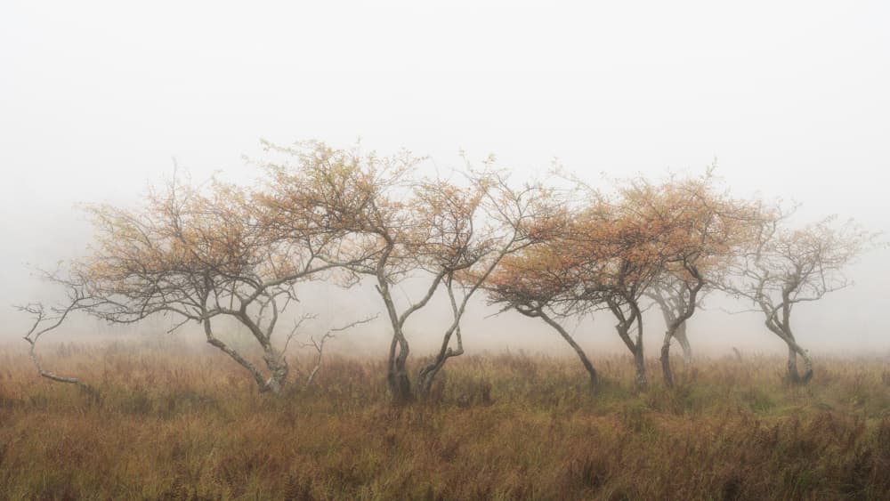 Misty Autumn Trees by Hiroyuki Tsuchiya — canvas wall art
