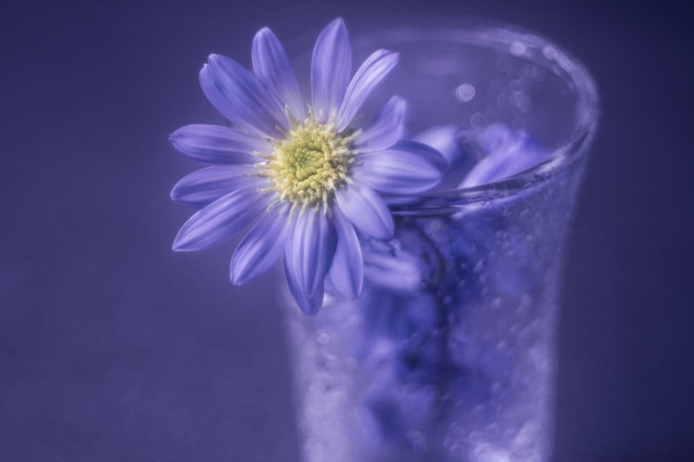 Periwinkle Bloom in Glass by Shihya Kowatari — canvas wall art