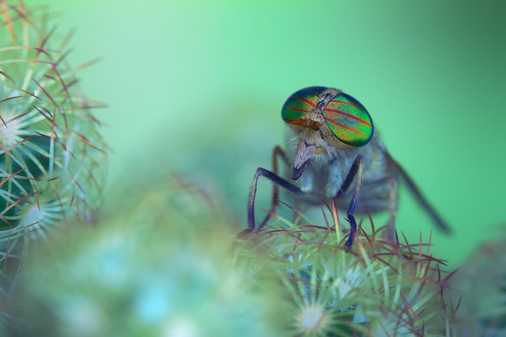 Green Eyed Fly Macro by Jimmy Hoffman — canvas wall art