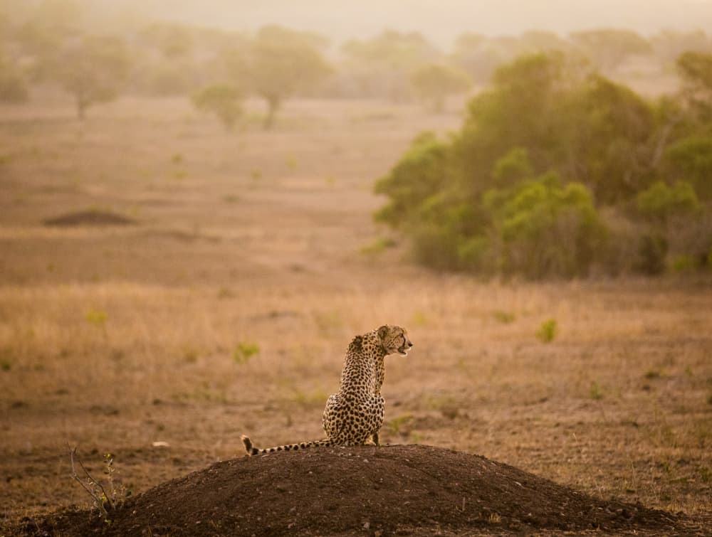Cheetah Overlooking Savanna by Jaco Marx — canvas wall art
