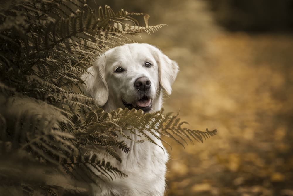 Curious Golden Retriever by Christiane Heggemann — canvas wall art