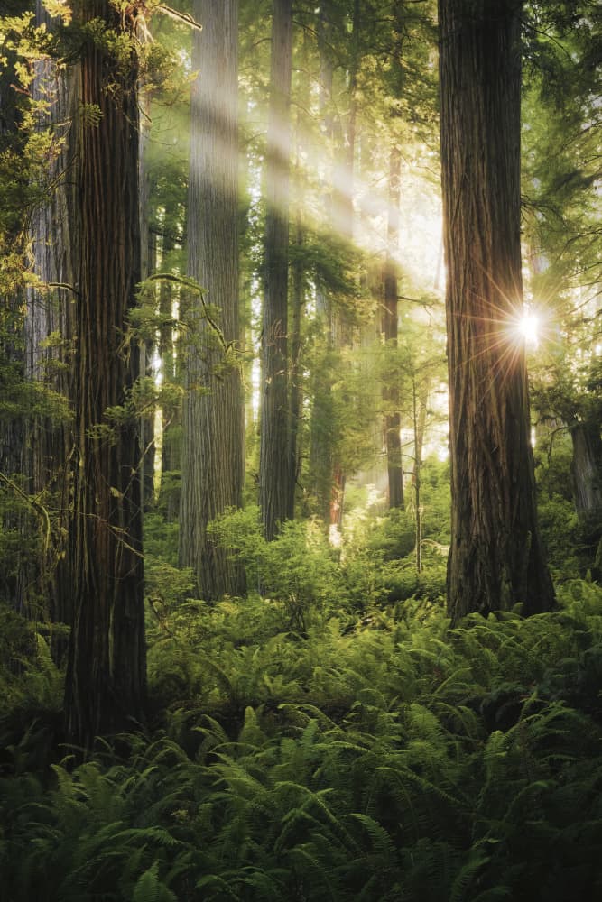 Fairy Forest by Stefan Hefele — canvas wall art