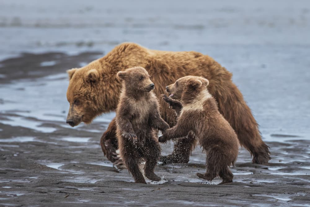 Brown Bear Cubs Play by Mark Strom — canvas wall art