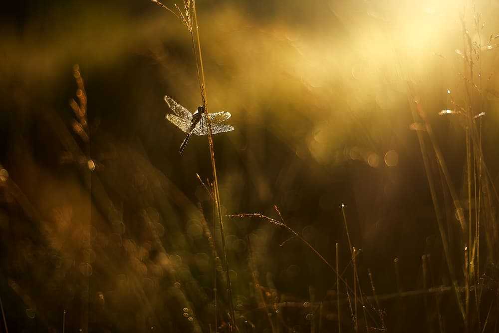 Golden Dragonfly Glow by Wil Mijer — canvas wall art
