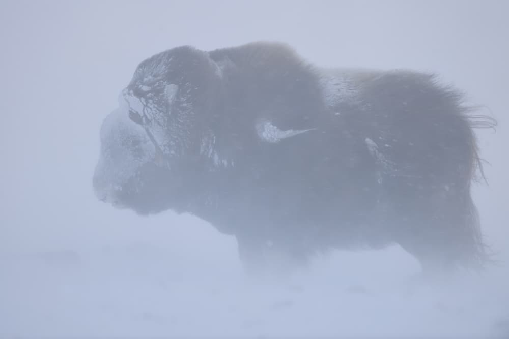 Musk Ox Winter Blizzard by Yves Adams — canvas wall art